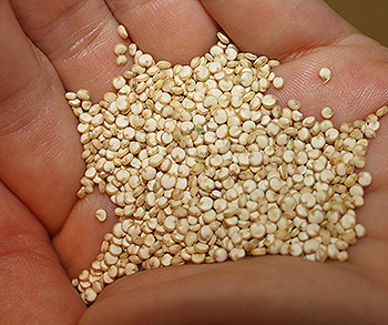 A quinoa vem crescendo rapidamente em popularidade devido à sua ampla gama de benefícios à saúde