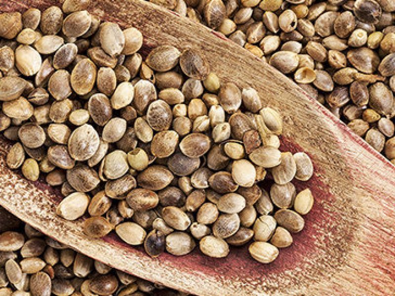 Sementes de cânhamo: 8 aminoácidos numa única semente!