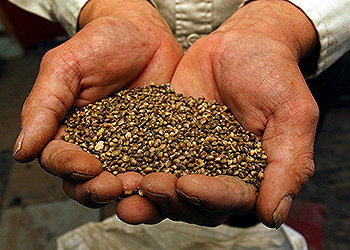 As sementes de cânhamo foram usadas por milhares de anos por várias culturas como uma medicina tradicional e um suplemento dietético.