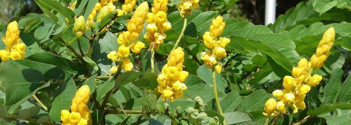 Chá de sene emagrece?