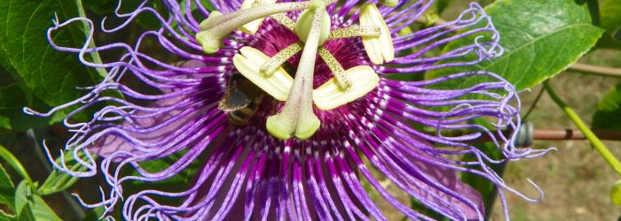 passiflora